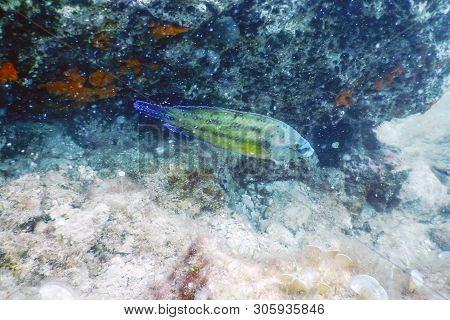 East Atlantic Peacock Wrasse (symphodus Tinca) Underwater