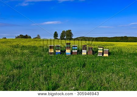 Beehives Standing In A Field With Yellow Flowers