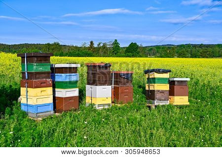 Beehives Standing In A Field With Yellow Flowers