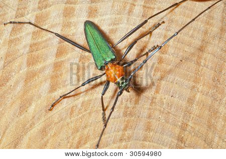 Brouk (chloridolum Sieversi)