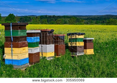 Beehives Standing In A Field With Yellow Flowers