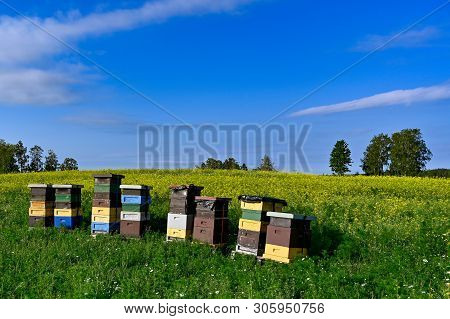 Beehives Standing In A Field With Yellow Flowers