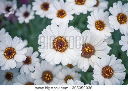 Ox Eye Daisy, Name Of These Flowers Is Swamp Chrysanthemum.scientific Name Is Leucanthemum Paludosum