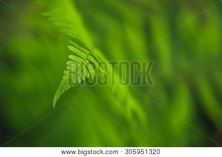 Green Fern Leaf Detail On Soft Background. Forest Plant Dryopteris Filix-mas Macro View. Selective F