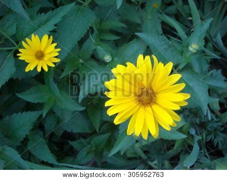 Little Yellow Flower. Yellow Dahlberg Daisy In The Garden With Blur Green Background. Maxican Sunflo