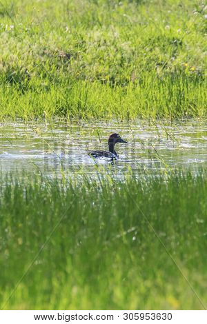 Ferruginous Duck In Natural Habitat (aythya Nyroca)