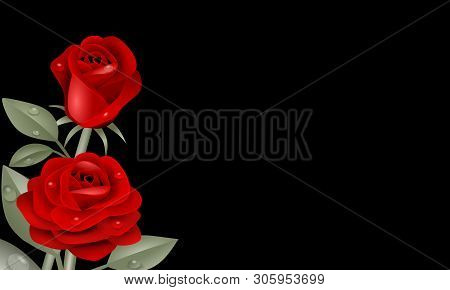Two Red Roses Illustration On Black Background