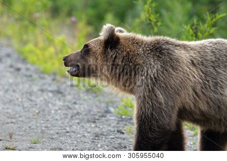 Wild Hungry And Terrible Kamchatka Brown Bear (ursus Arctos Piscator) Walking In Summer Forest, And 