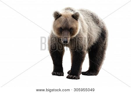 Wild Kamchatka Brown Bear (ursus Arctos Piscator) Walking And Looking. Isolated On White Background,