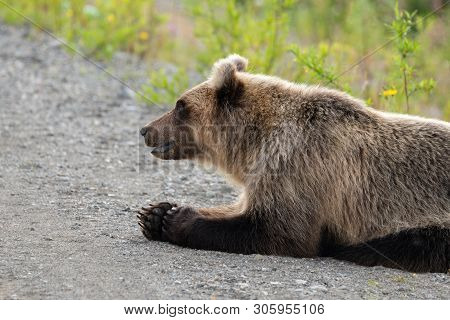 Wild Hungry And Terrible Kamchatka Brown Bear (ursus Arctos Piscator) Lies On Stones And Looking Aro