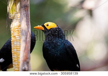 Yellow Faced Myna Eating Corn Cob At Hong Kong Park Aviary