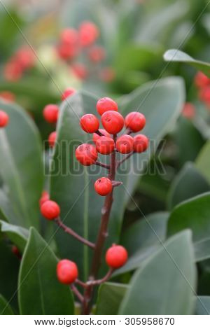 Skimmia Passion - Latin Name - Skimmia Japonica Passion