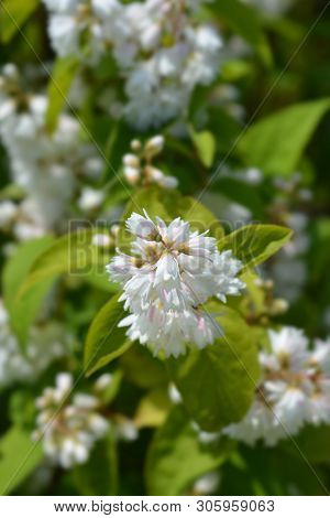 Deutzia Hybrid White And Pink Flowers - Latin Name - Deutzia X Hybrida