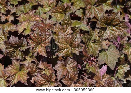 Palace Purple Coral Bells Leaves - Latin Name - Heuchera Americana Palace Purple
