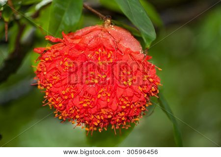 Rose i venezuela