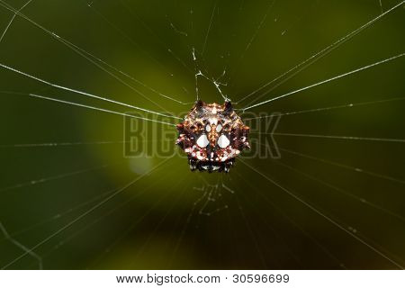 Spinybacked Orbweaver spider