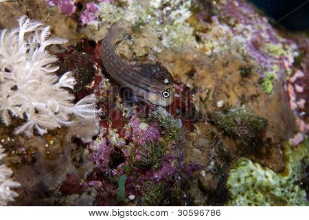 dentex Blenny (escenius dentex)