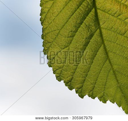 Close Up Of Elm Leaf (ulmus) With Fresh Green Color And Texture