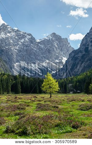 Spring In Krma Valley At The Julian Alps With Wild Flowers Blooming, Triglav National Park, Slovenia