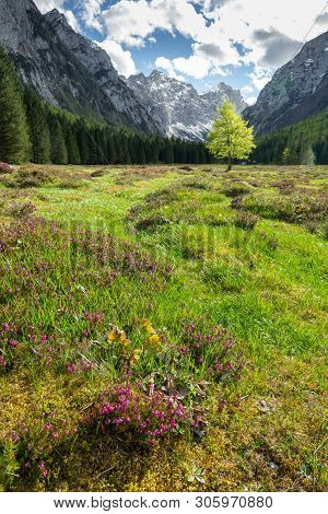 Spring In Krma Valley At The Julian Alps With Wild Flowers Blooming, Triglav National Park, Slovenia