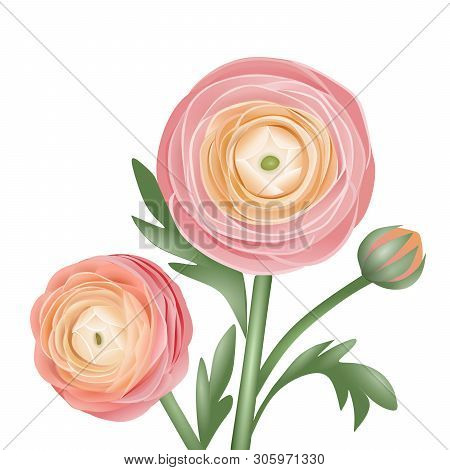 Peachy Ranunculus Flower Illustration On White Background