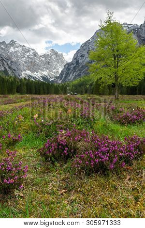 Spring In Krma Valley At The Julian Alps With Wild Flowers Blooming, Triglav National Park, Slovenia