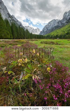 Spring In Krma Valley At The Julian Alps With Wild Flowers Blooming, Triglav National Park, Slovenia