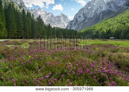 Spring In Krma Valley At The Julian Alps With Wild Flowers Blooming, Triglav National Park, Slovenia