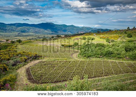 Vineyard Of The Mount Etna In Sicily, Italy