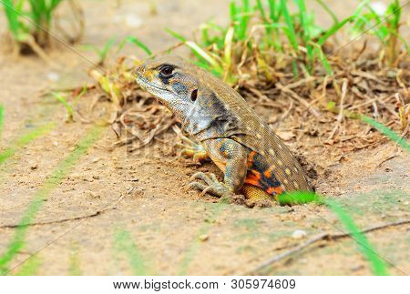 Close Up Butterfly Lizards Or Small-scaled Lizards Rising From The Hole.