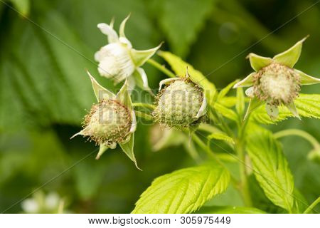 Plantatnions Of Green Raspeberry Plants In Half Opened Greenhouse