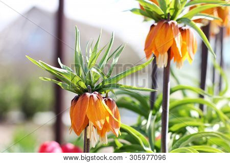 Beautiful Flowers In The Garden Close Up. Tetrastes Bonasia