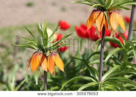 Beautiful Flowers In The Garden Close Up. Tetrastes Bonasia