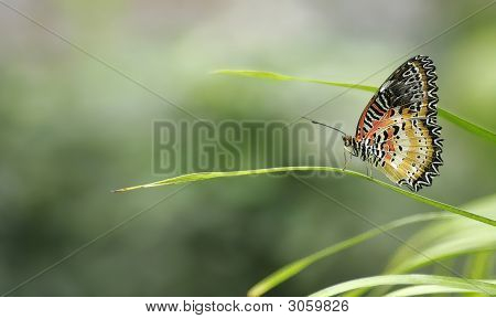Delicate Butterfly