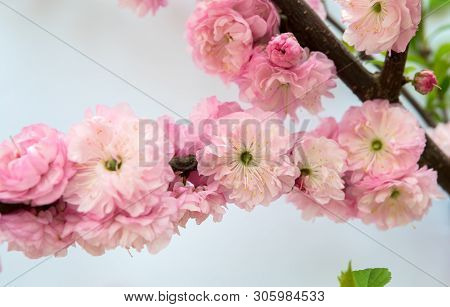 Prunus Triloba Isolated Over White