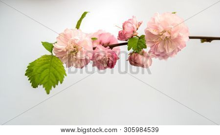 Prunus Triloba Isolated Over White