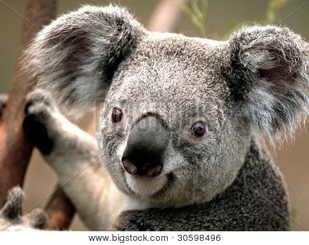 Koala
