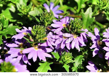 Beautiful Scaevola Aemula Purple Flowers In The Garden In Spring