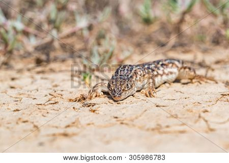 Steppe Runner Lizard Or Eremias Arguta On Dry Ground Close