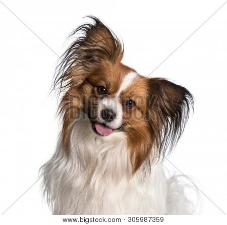 Phalene looking at camera against white background
