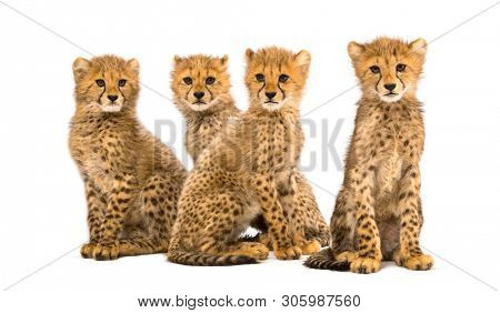 Group of a family of three months old cheetah cubs sitting together