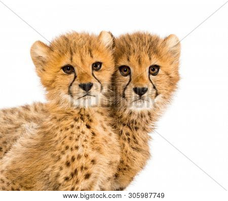 Close-up on a family of three months old cheetah cubs, isolated on white