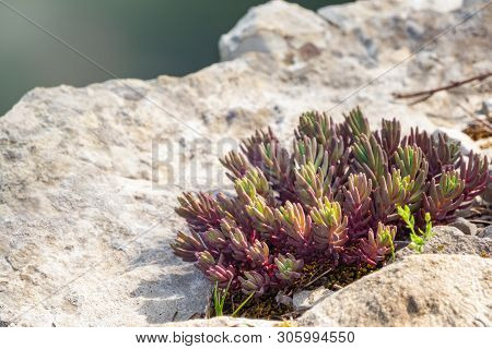 Succulent Sedum Rubrotinctum, And Commonly Known As Jelly-beans, Jelly Bean Plant. A Small Succulent