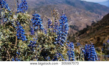 Beautiful Wild Purple Flowers Blooming During Summer