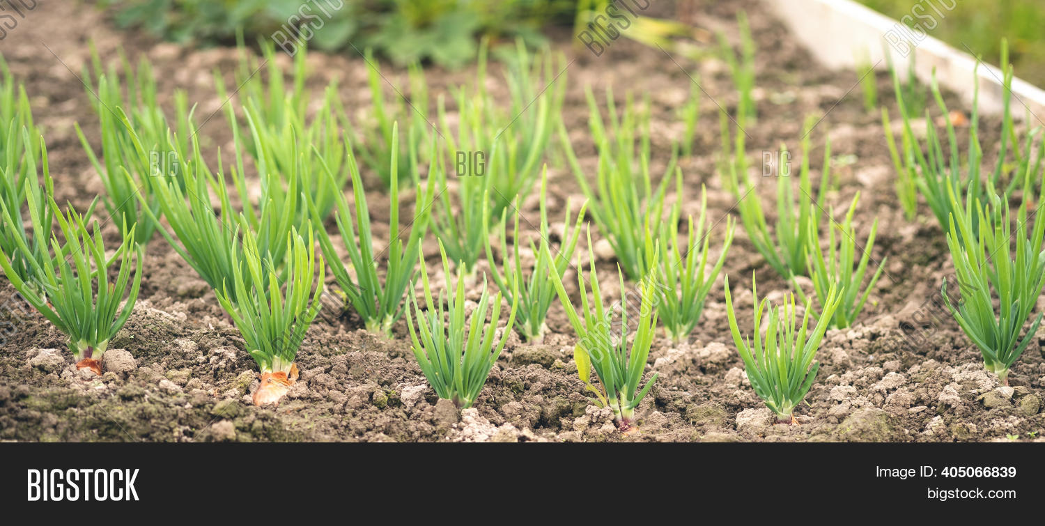 Agriculture, Beds Image & Photo (Free Trial) Bigstock