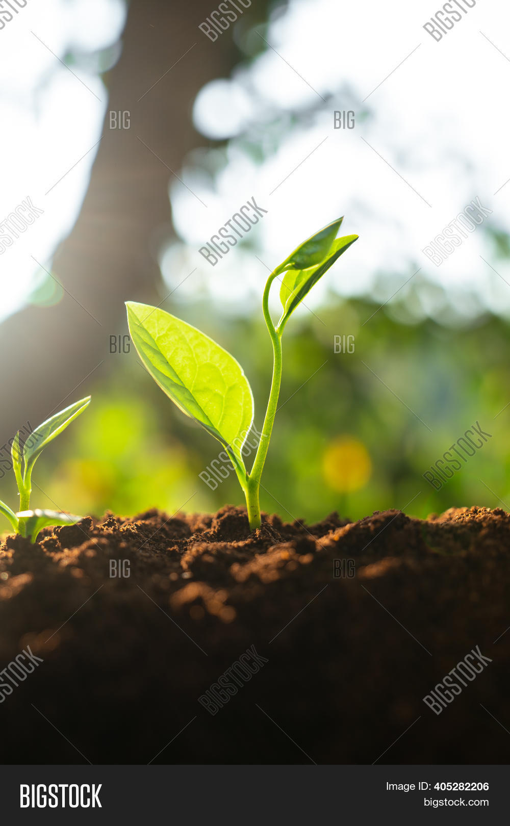 Three Saplings Growing Image & Photo (Free Trial) Bigstock