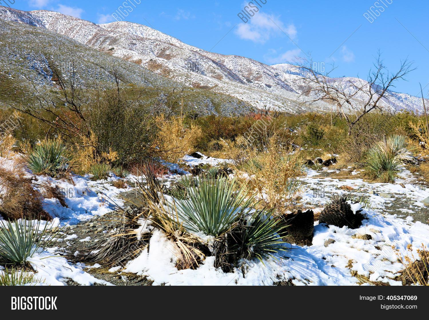 Chaparral Shrubs Image & Photo (Free Trial) Bigstock