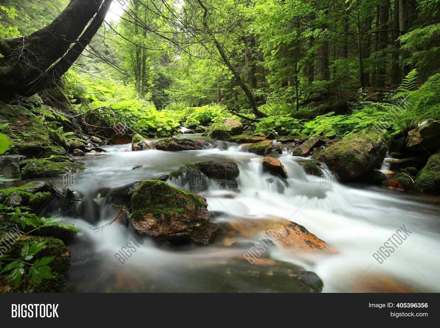 Forest Stream Spring Image & Photo (Free Trial) | Bigstock