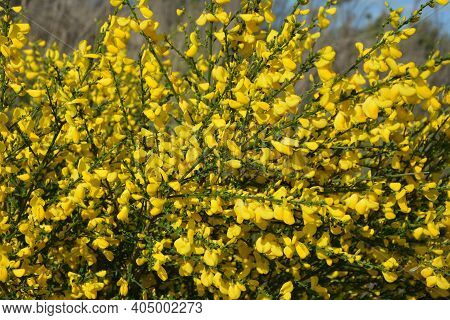Cytisus Scoparius, Common Broom Or Scotch Broom Yellow Flowers Closeup Selective Focus.