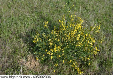Cytisus Scoparius, Common Broom Or Scotch Broom Yellow Flowers Closeup Selective Focus.